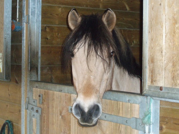 Photo de profil de passionponey95