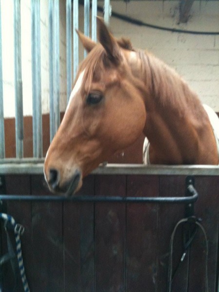 Photo de profil de acheval76