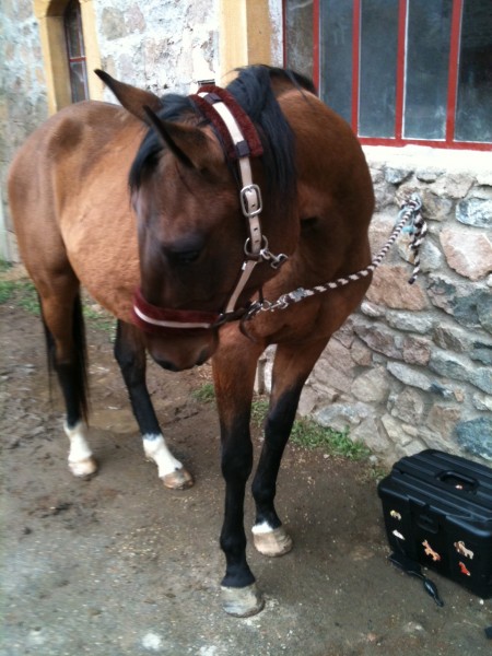 Photo de profil de calgrizo