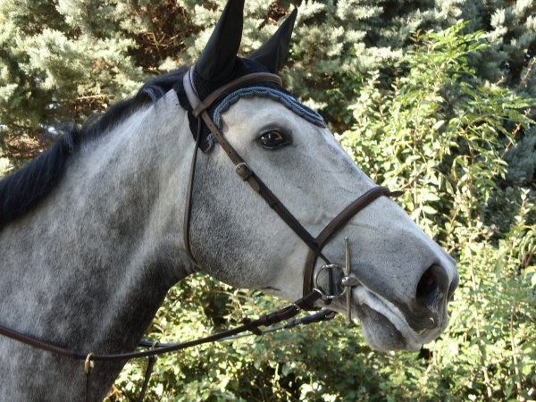 Photo de profil de westya