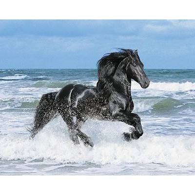 Photo de profil de horse_superlove