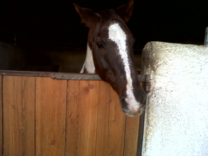 Photo de profil de lalicornienne