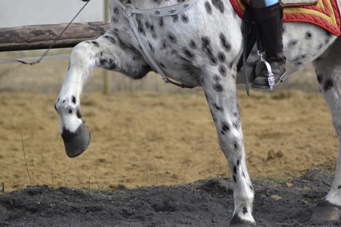 Photo de profil de caballolibre