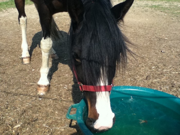 Photo de profil de hawwah