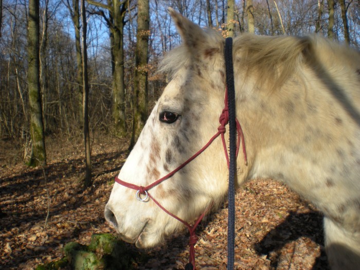 Photo de profil de mikado45