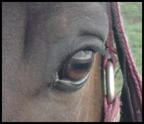 Photo de profil de juuulie