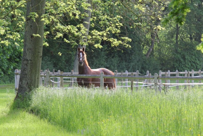 Photo de profil de dressage.horse