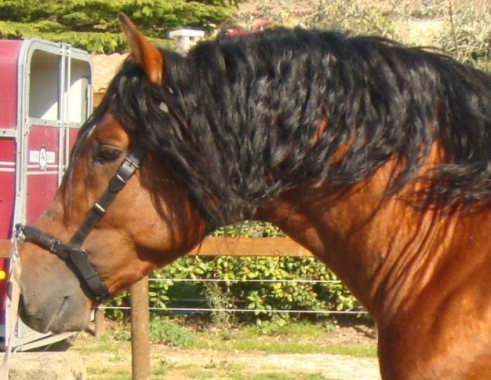 Photo de profil de matequestre