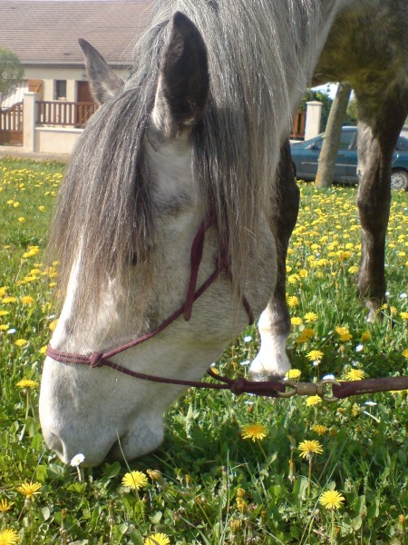 Photo de profil de dulces