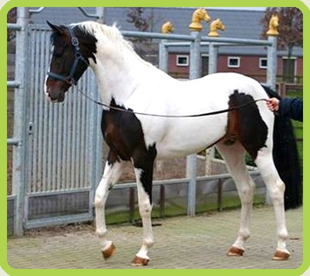 Photo de profil de cheval57365