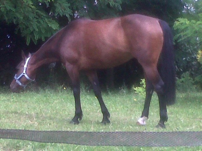 Photo de profil de oceanedievart