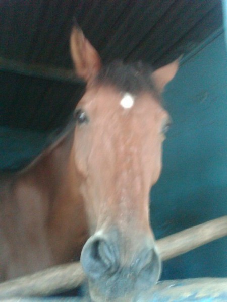 Photo de profil de echaoui