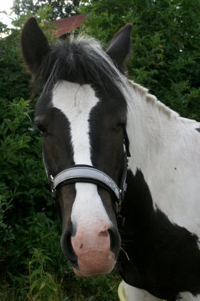 Photo de profil de patafixe2312