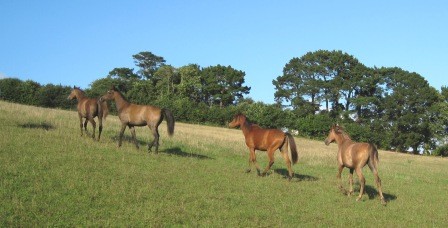 Photo de profil de chevauxpenhoat