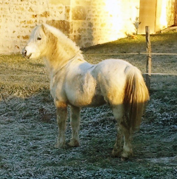 Photo de profil de poneycolchiques