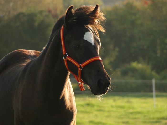 Photo de profil de carolola