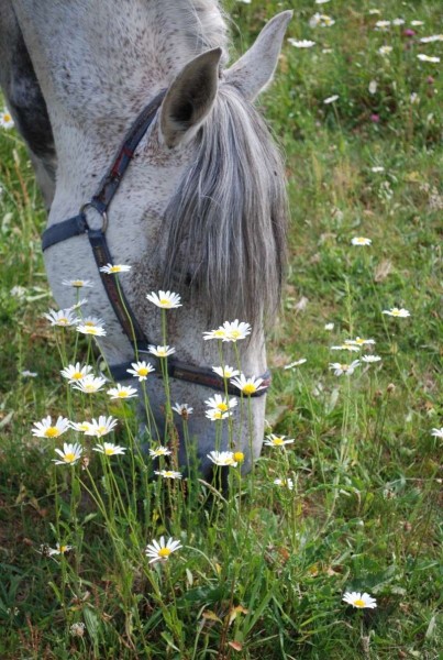 Photo de profil de equideus