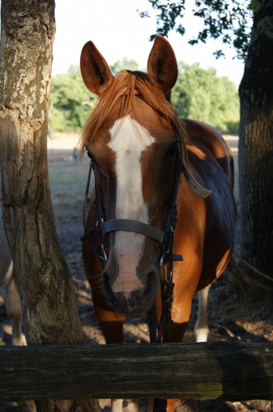 Photo de profil de apo21
