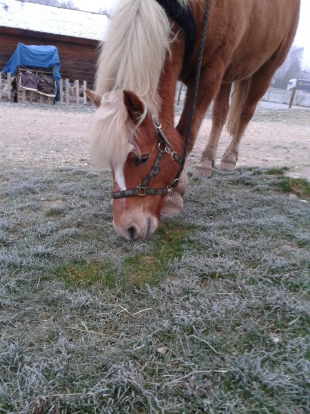 Photo de profil de haflinger70