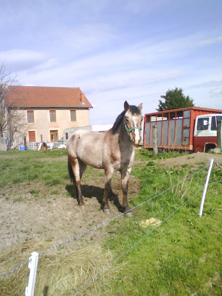 Photo de profil de pucedestpierre