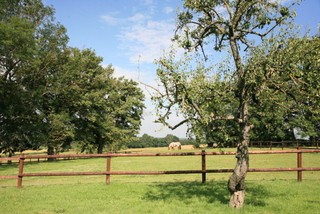 Photo de profil de horselidays01