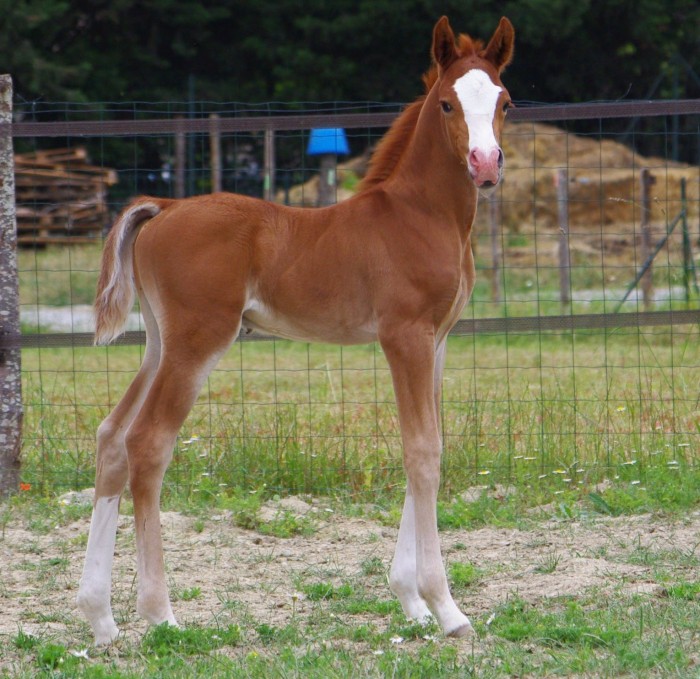 Photo de profil de altairarabians