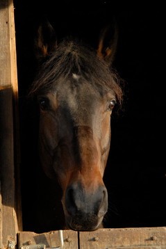 Photo de profil de luckydu66