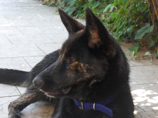 Photo de profil de alambre
