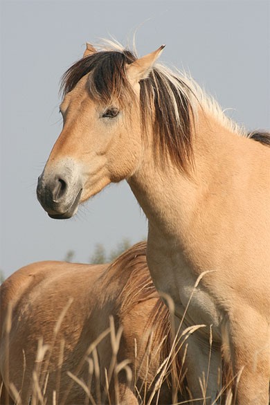 Photo de profil de aieequitation