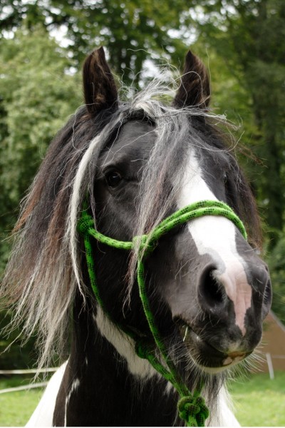 Photo de profil de marcoirish