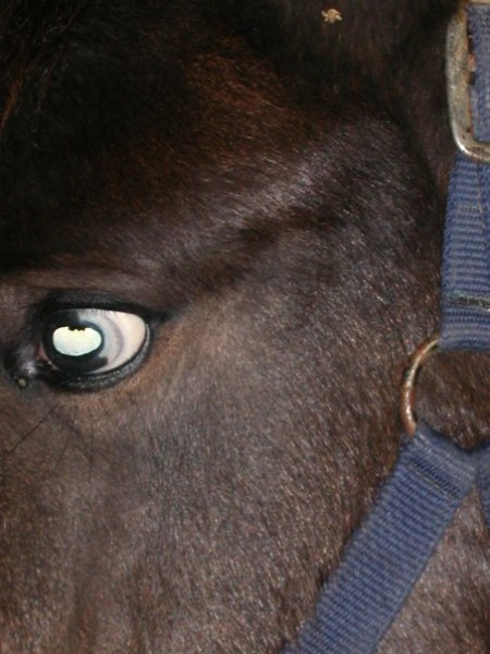 Photo de profil de charmika