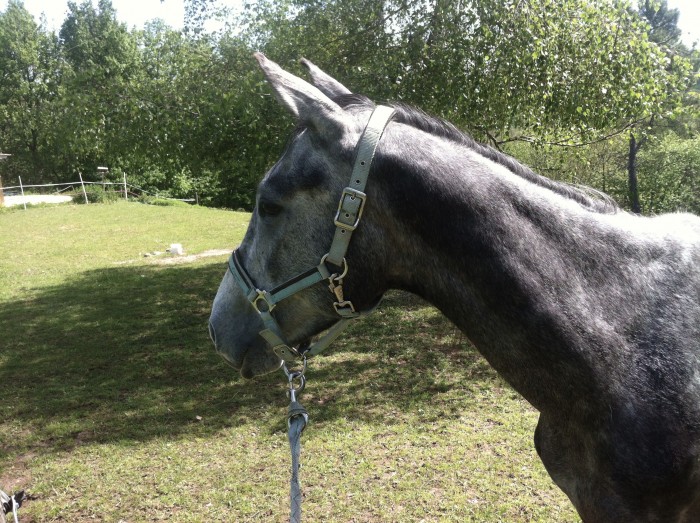 Photo de profil de poida