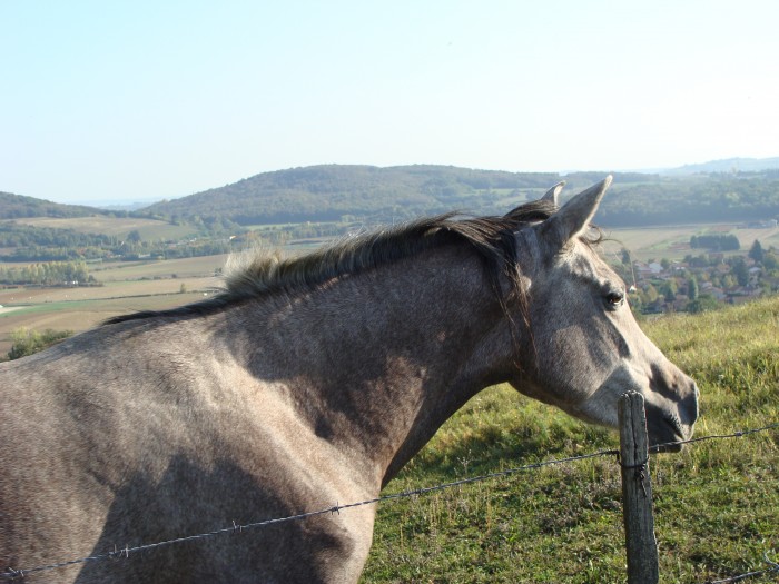 Photo de profil de cornavan