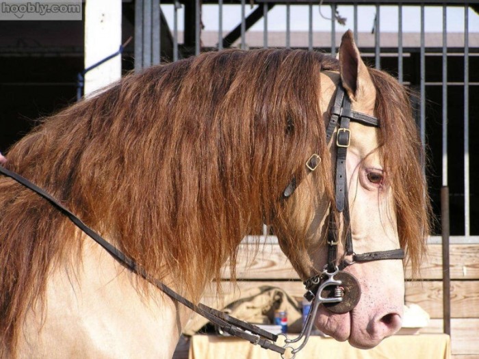 Photo de profil de caaaapucine