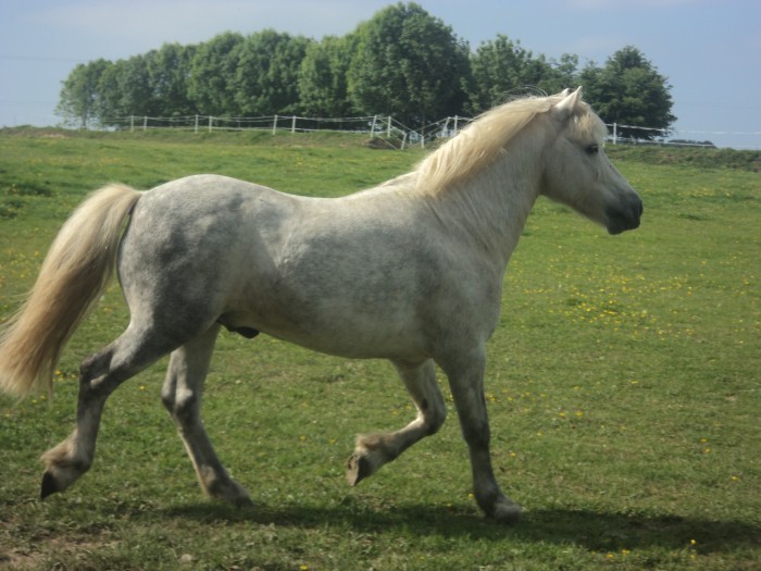 Photo de profil de chevauxnora