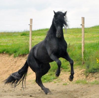 Photo de profil de henryd