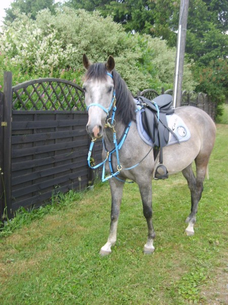 Photo de profil de chatka