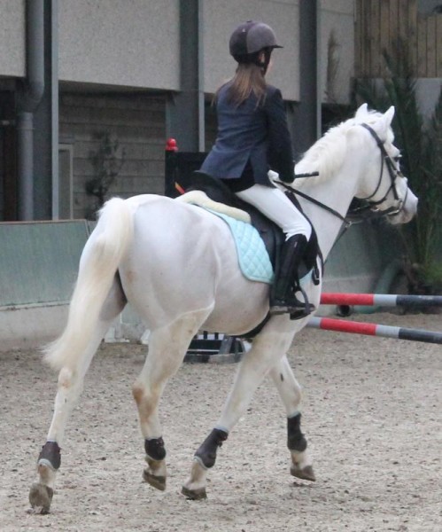 Photo de profil de cheval612