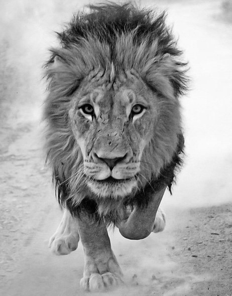 Photo de profil de theunicorn