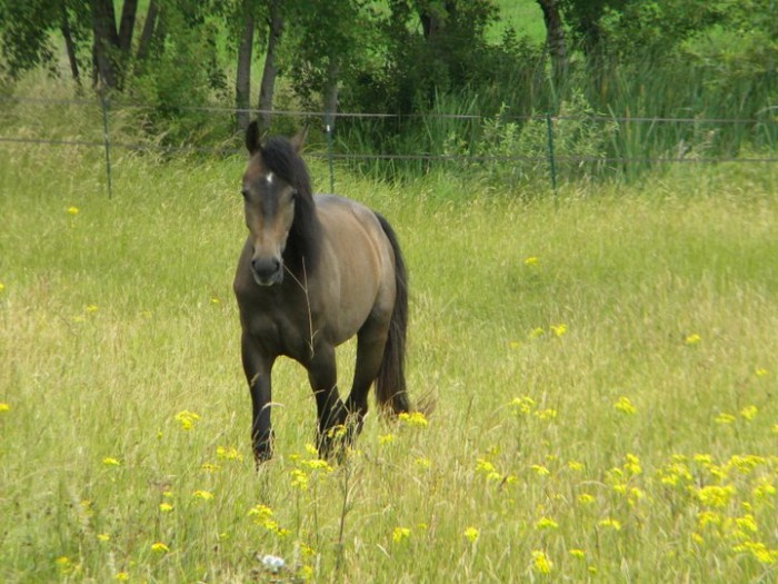 Photo de profil de vaquero