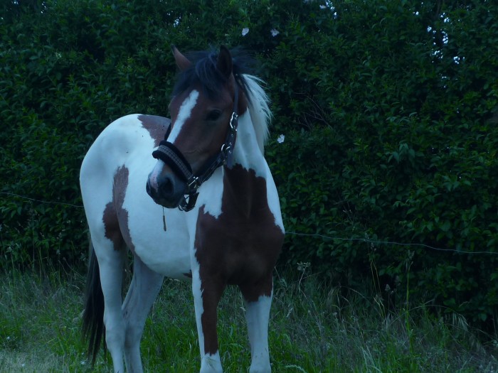 Photo de profil de alinka