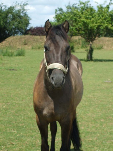 Photo de profil de xxchevalxx