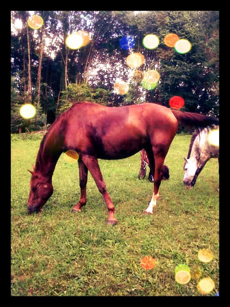 Photo de profil de equestre83