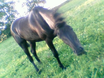 Photo de profil de lovecheval88