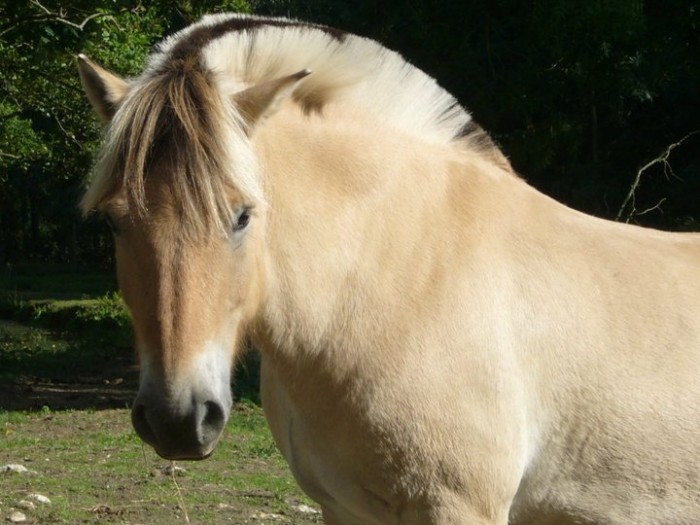 Photo de profil de orpheeponey