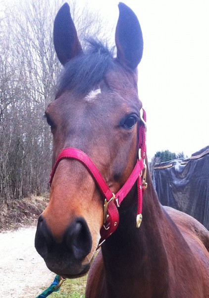 Photo de profil de labouille