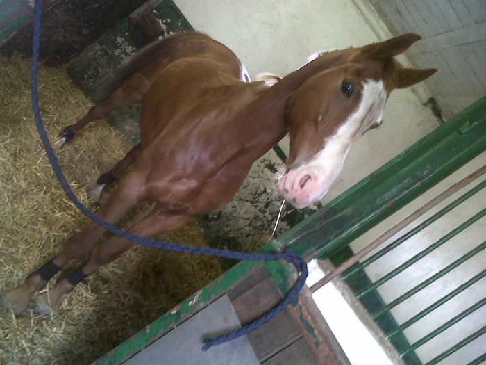 Photo de profil de rosavina