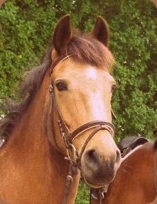 Photo de profil de chevaldu29