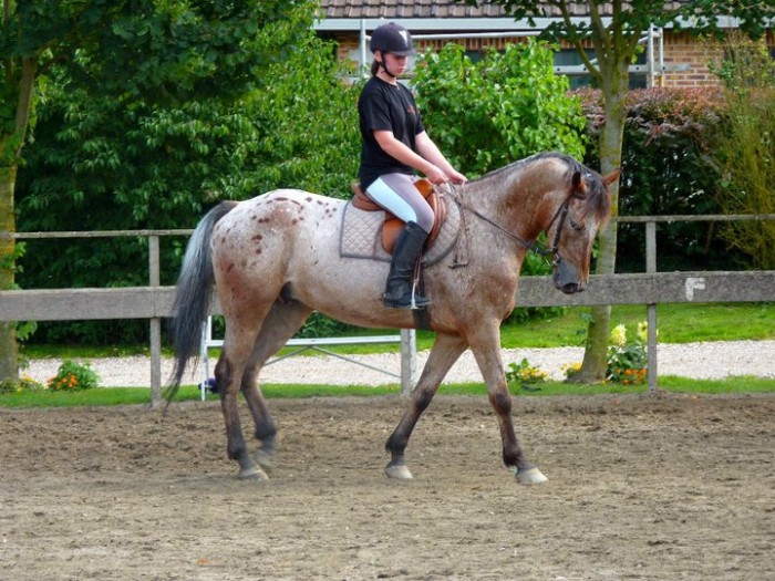 Photo de profil de lovehorse80