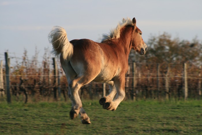 Photo de profil de bihotz33550